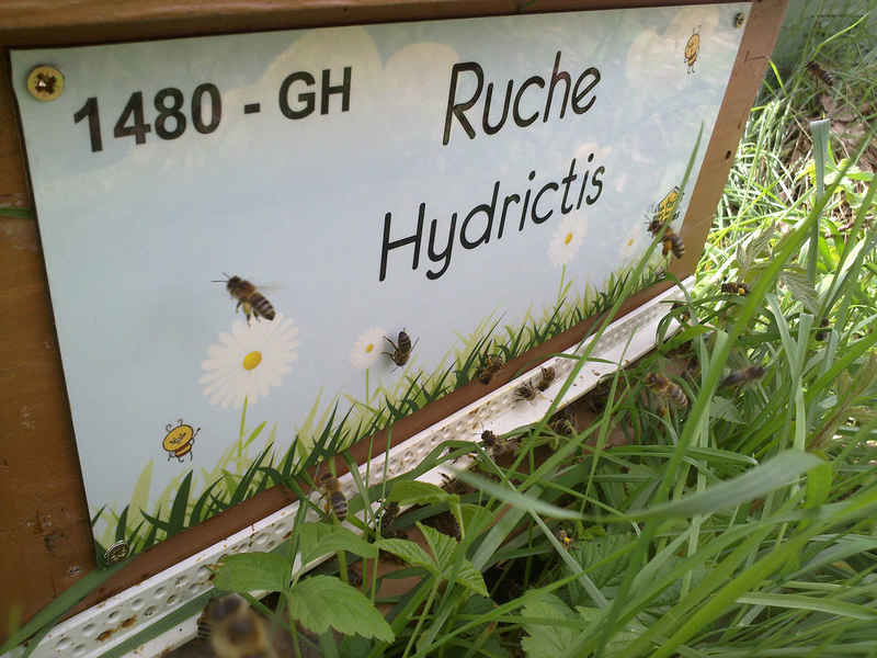 La ruche Hydrictis