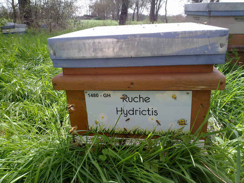 La ruche Hydrictis