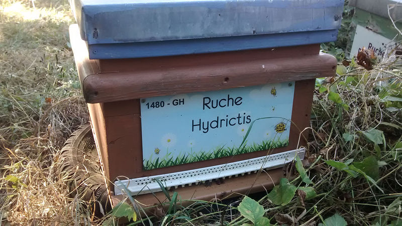 La ruche Hydrictis