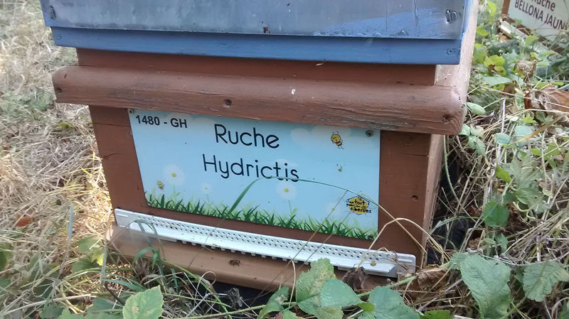 La ruche Hydrictis