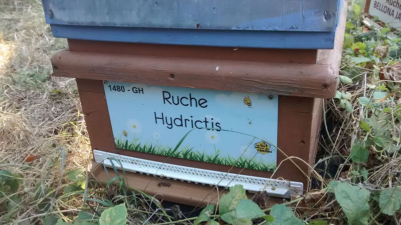 La ruche Hydrictis