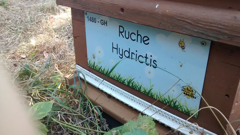 La ruche Hydrictis