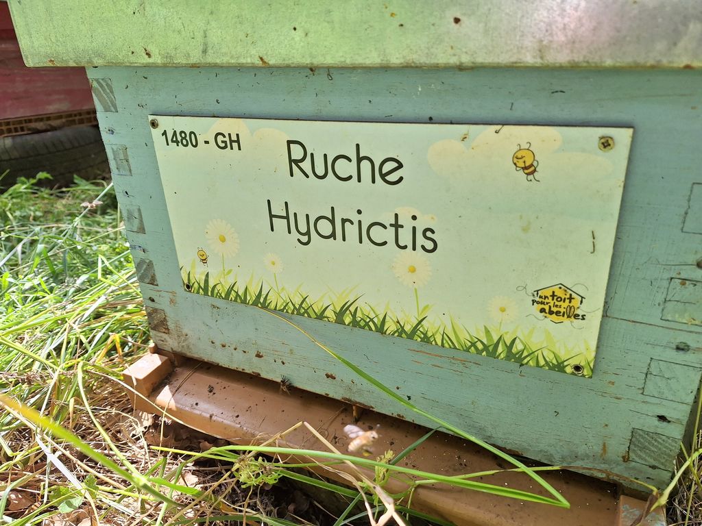 La ruche Hydrictis