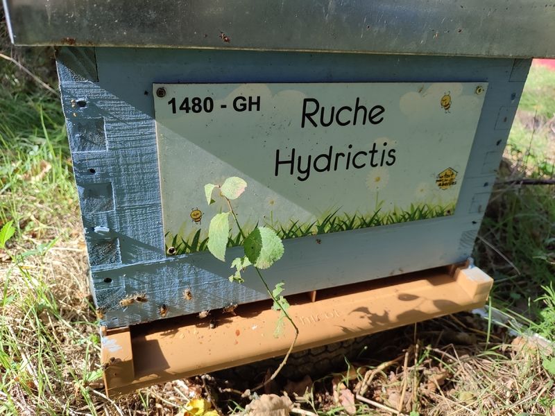La ruche Hydrictis