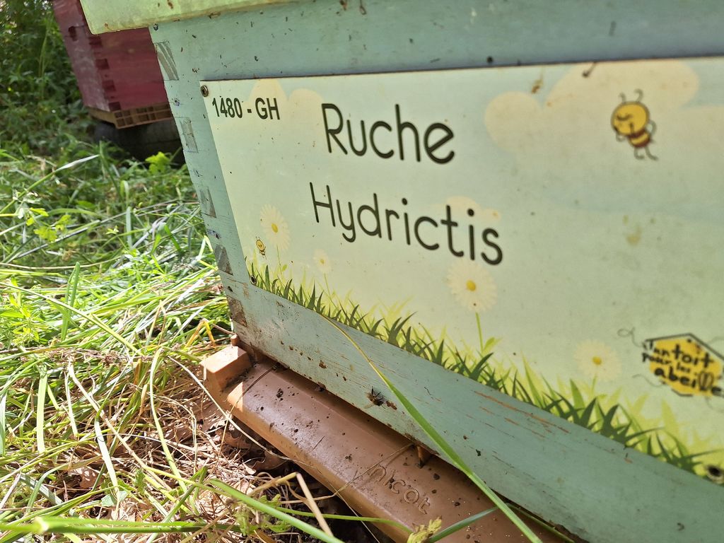La ruche Hydrictis