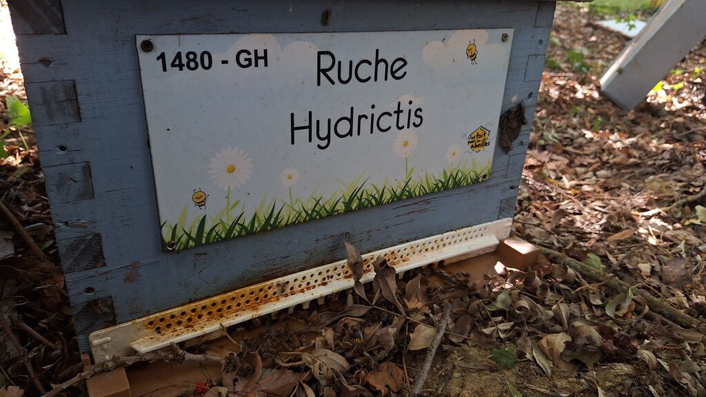 La ruche Hydrictis