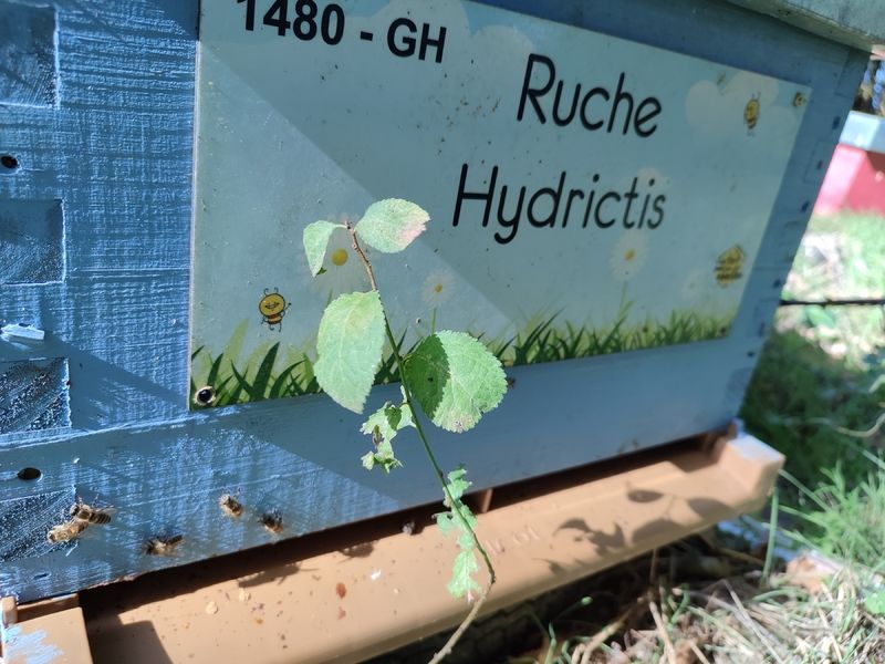 La ruche Hydrictis