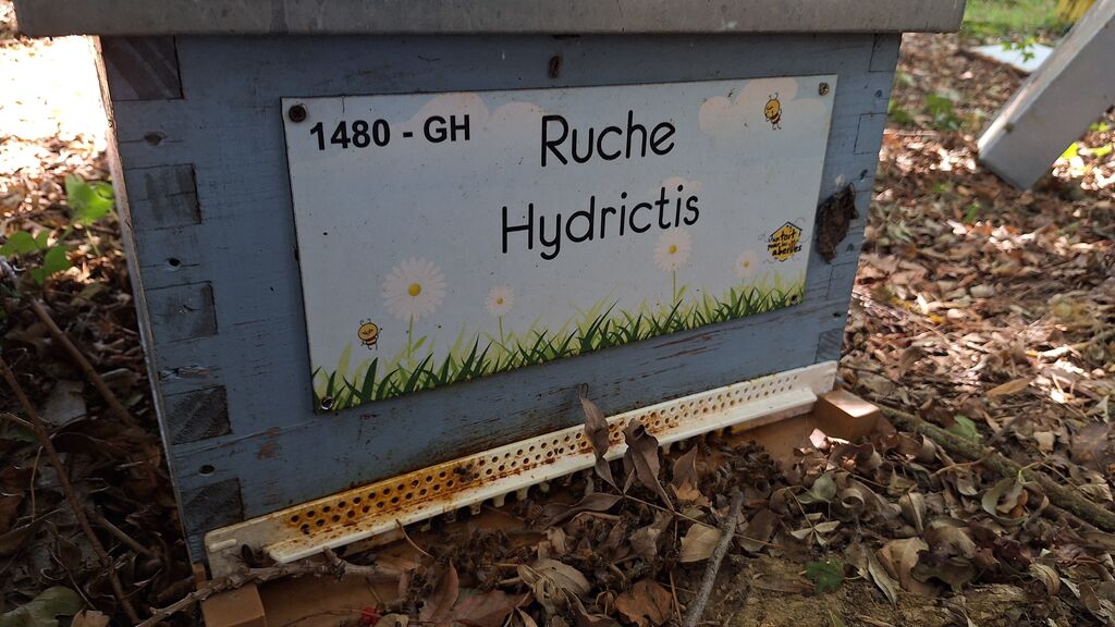 La ruche Hydrictis