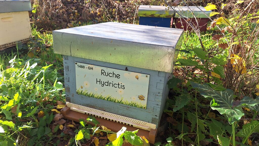 La ruche Hydrictis