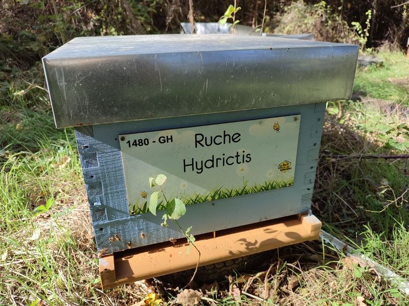 La ruche Hydrictis