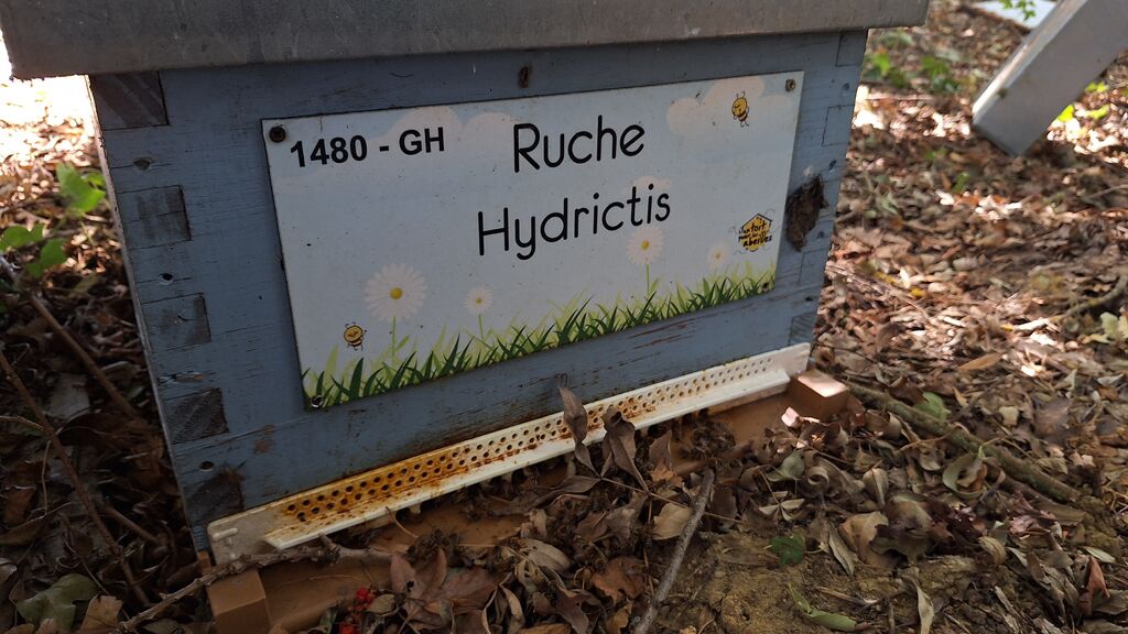 La ruche Hydrictis