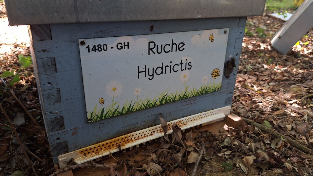La ruche Hydrictis