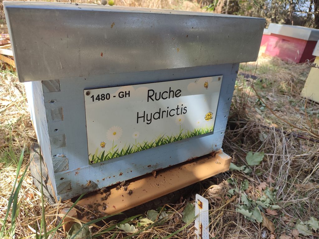 La ruche Hydrictis