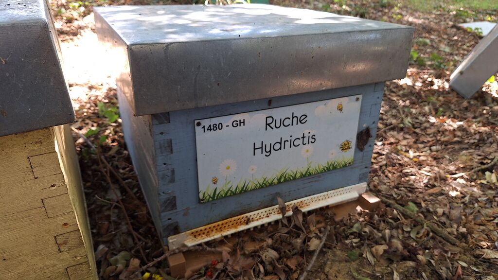 La ruche Hydrictis