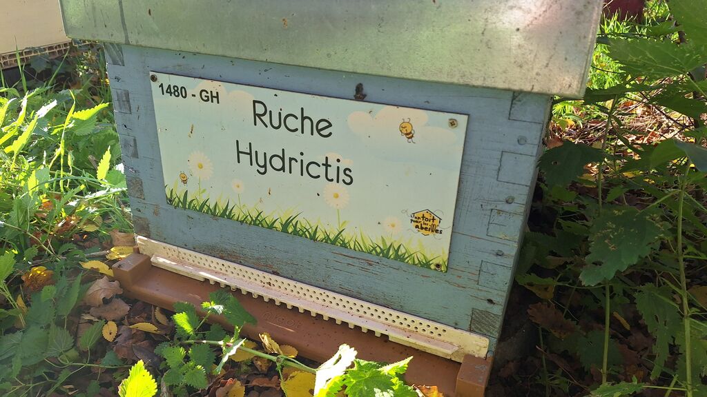 La ruche Hydrictis