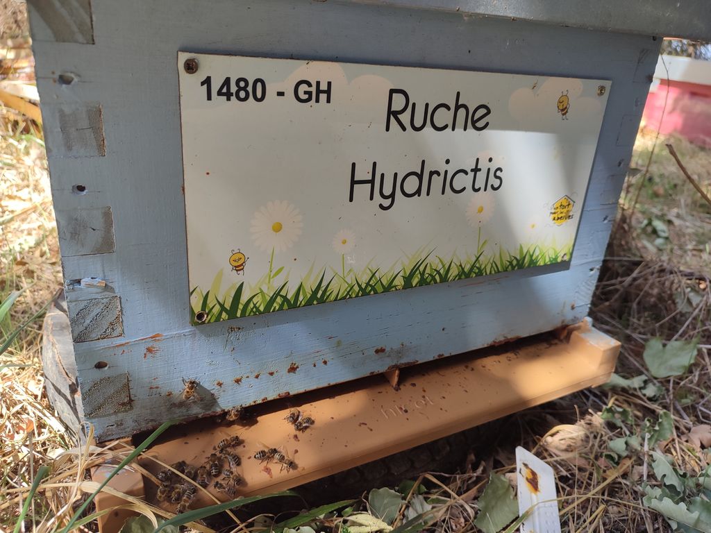 La ruche Hydrictis