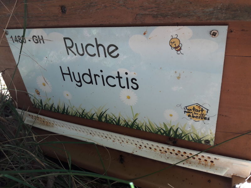 La ruche Hydrictis