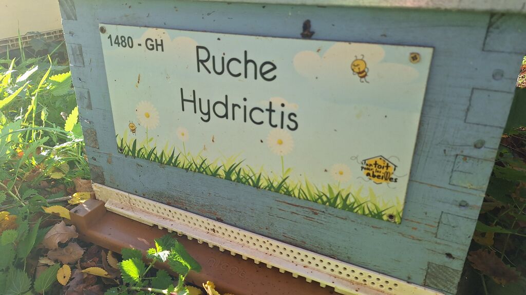 La ruche Hydrictis