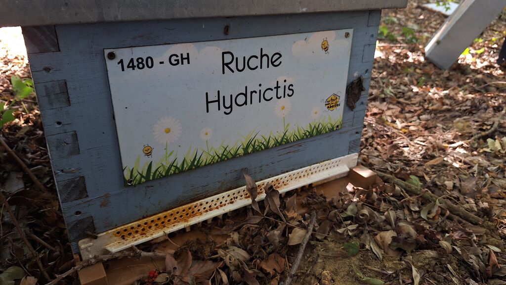 La ruche Hydrictis