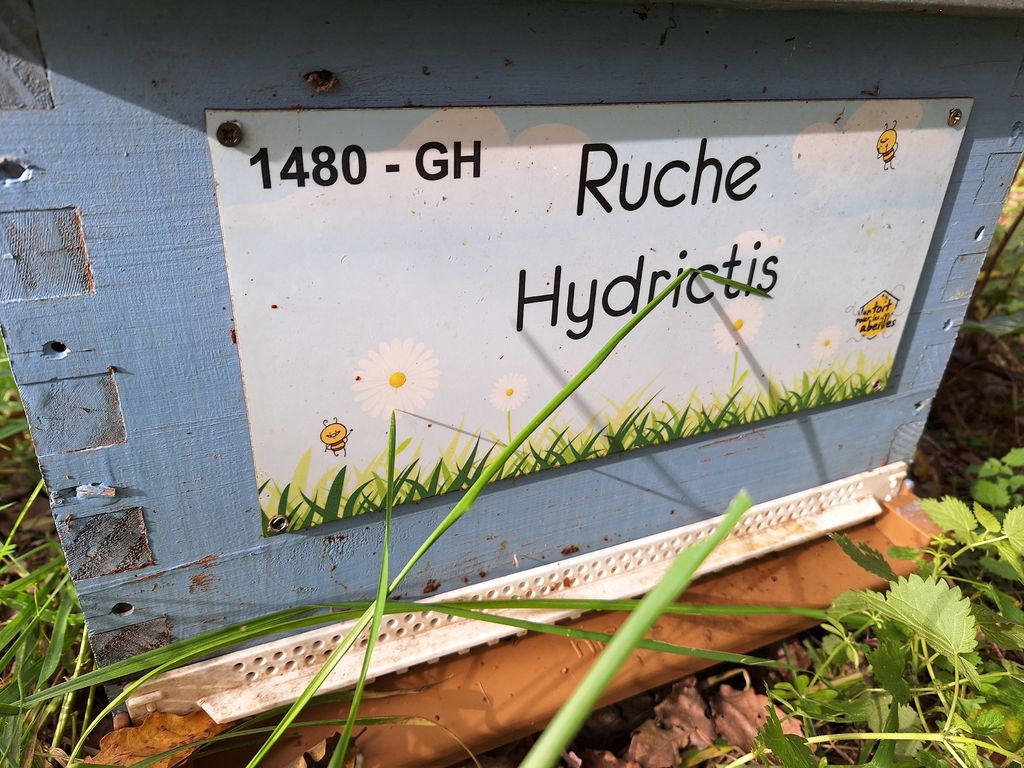 La ruche Hydrictis