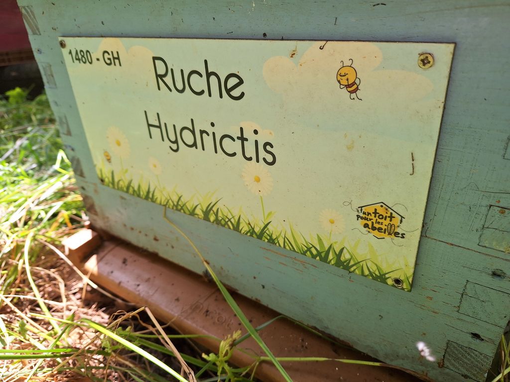 La ruche Hydrictis