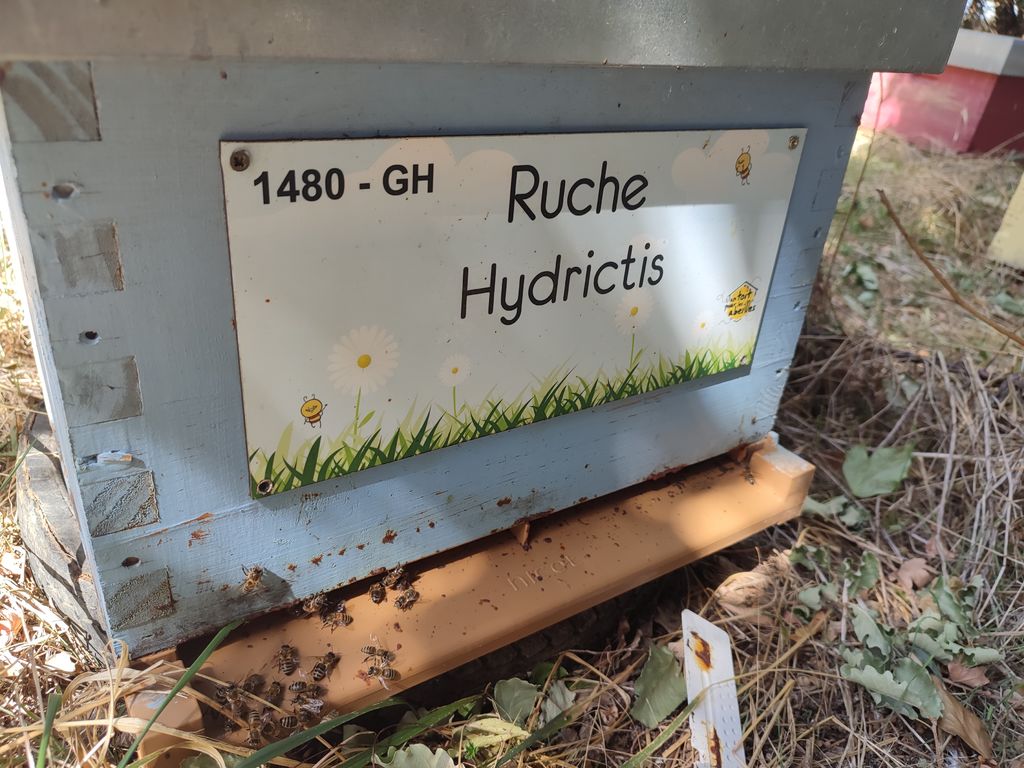 La ruche Hydrictis