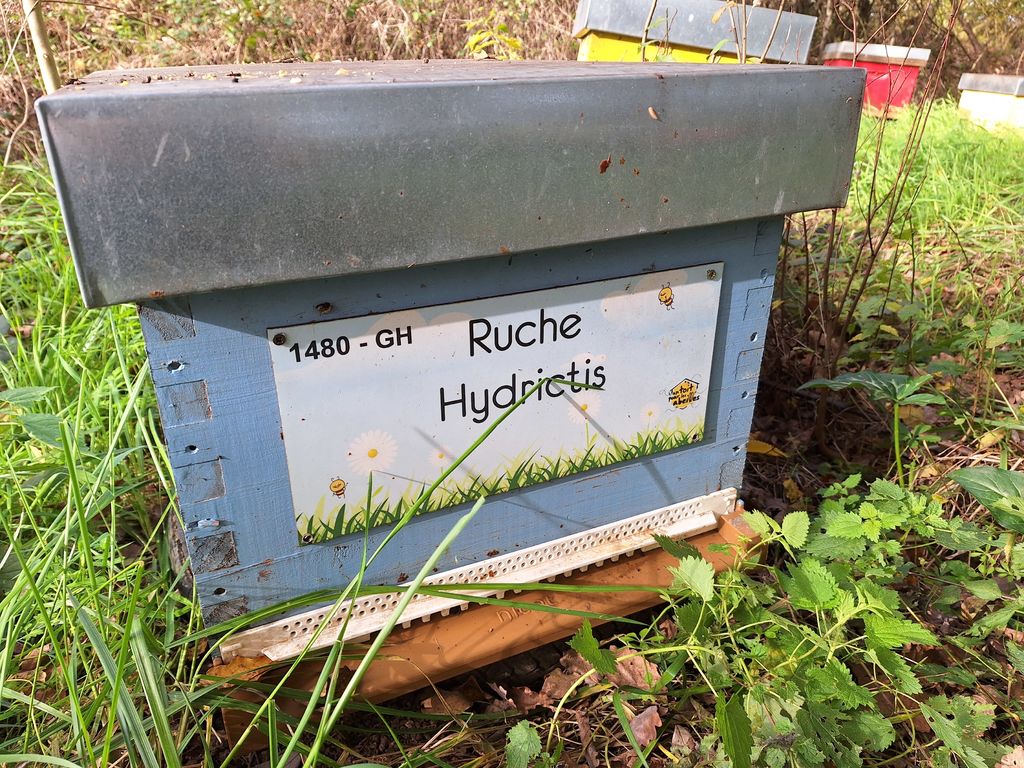 La ruche Hydrictis