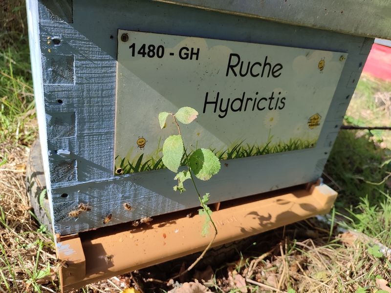 La ruche Hydrictis