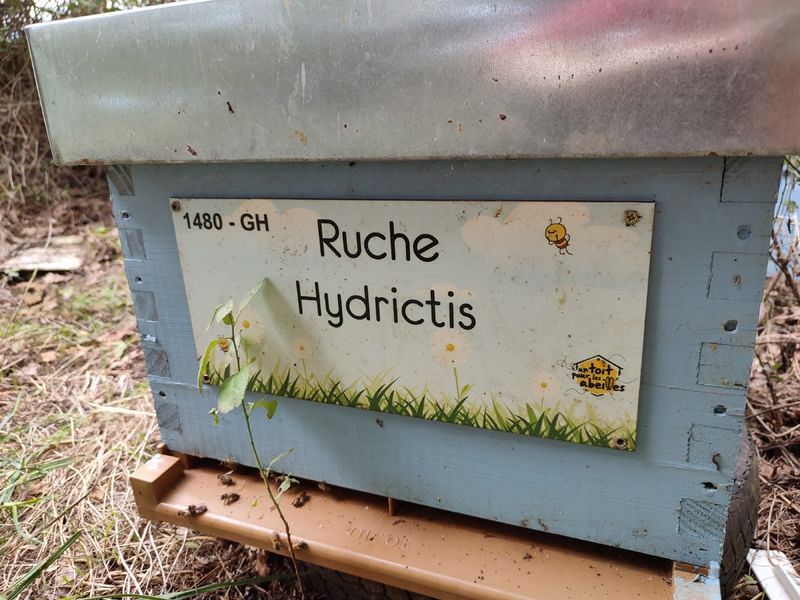 La ruche Hydrictis