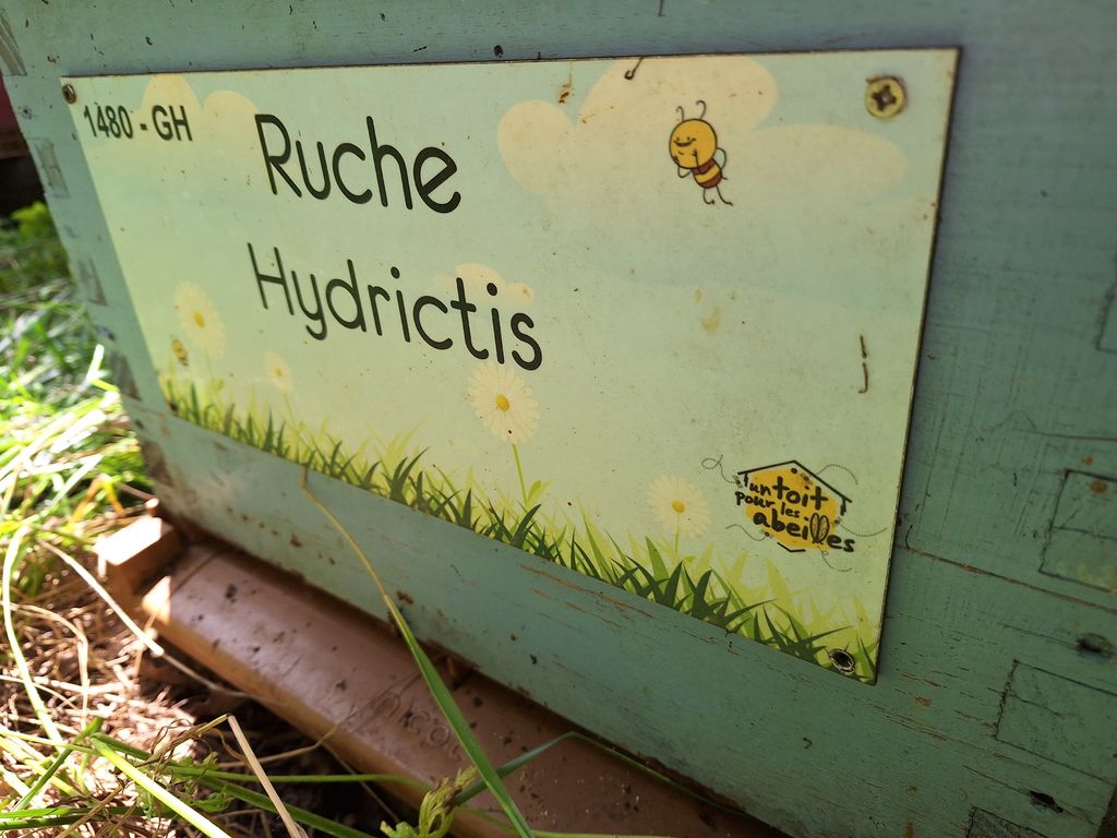 La ruche Hydrictis