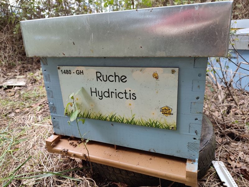 La ruche Hydrictis