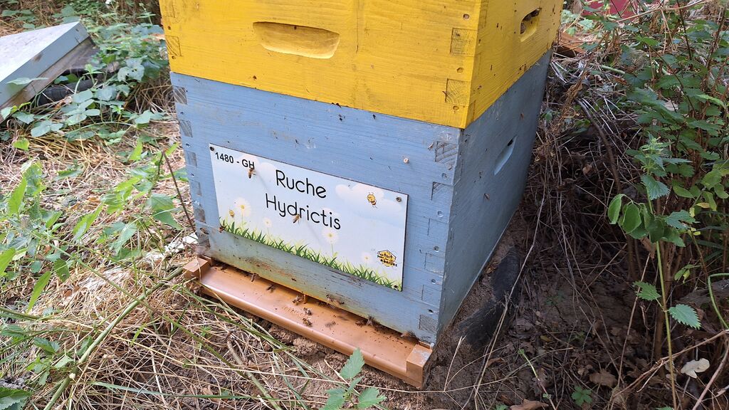 La ruche Hydrictis
