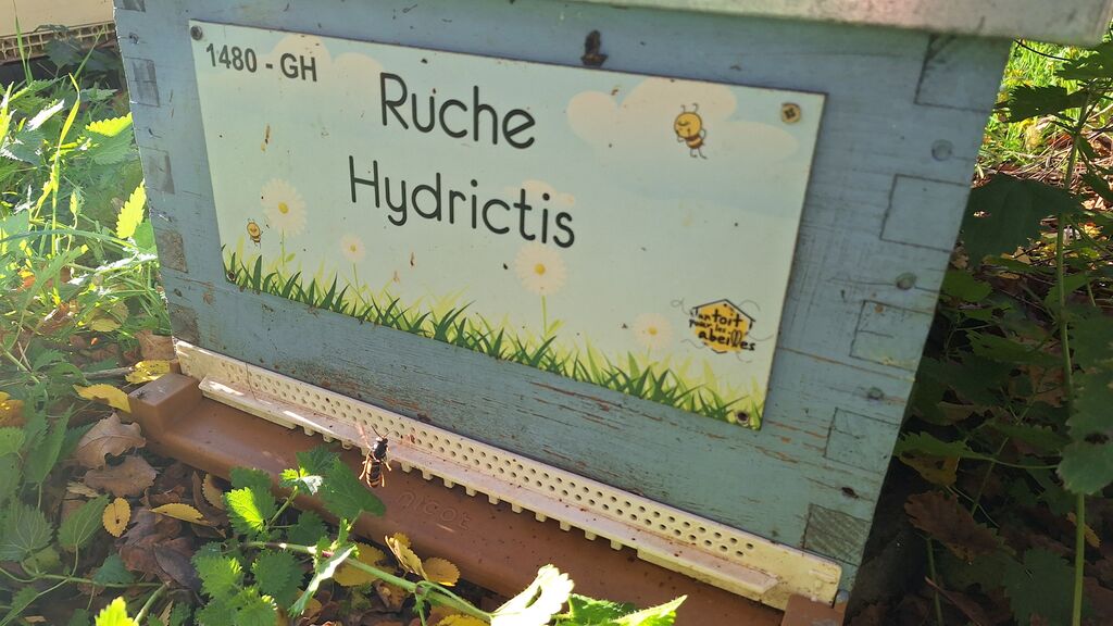 La ruche Hydrictis