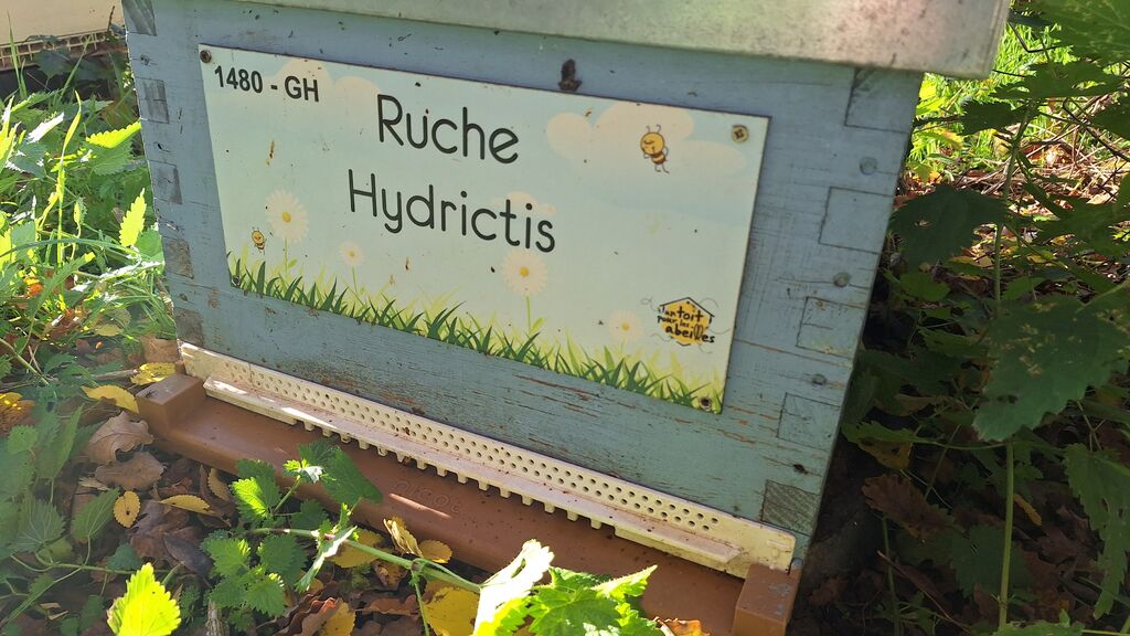 La ruche Hydrictis