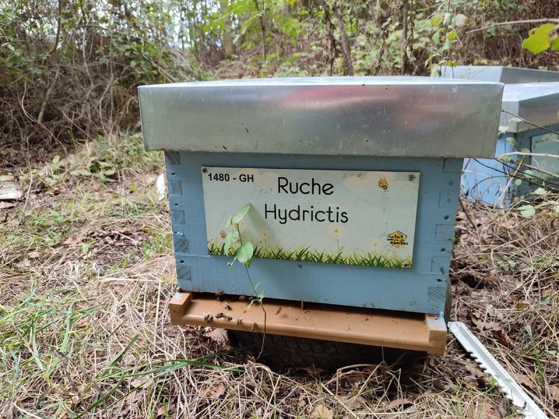 La ruche Hydrictis