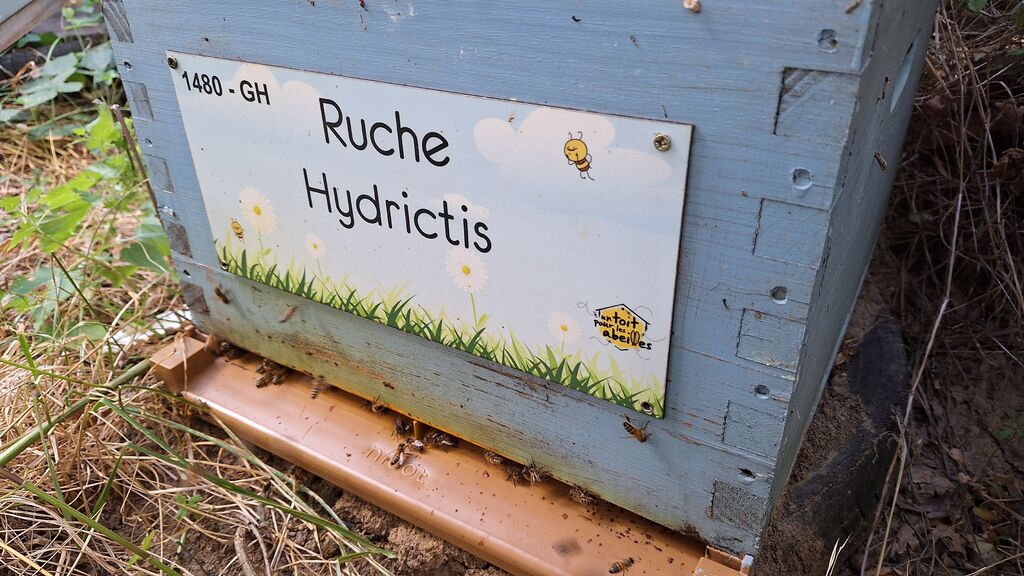 La ruche Hydrictis