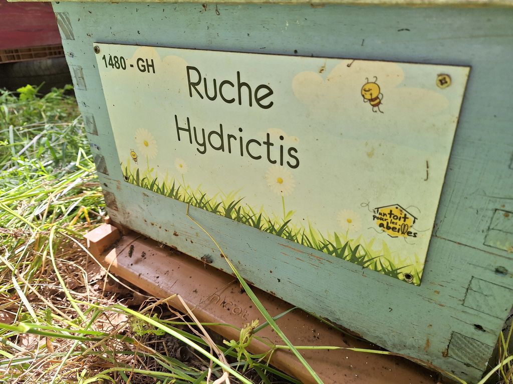 La ruche Hydrictis