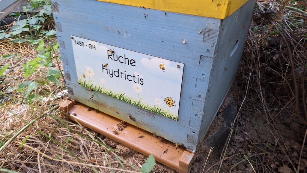 La ruche Hydrictis