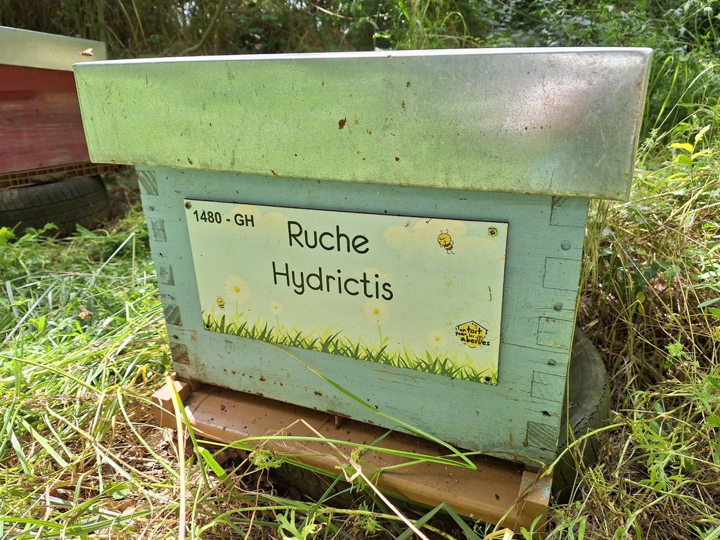 La ruche Hydrictis