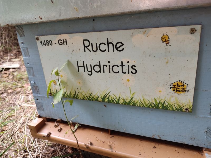 La ruche Hydrictis