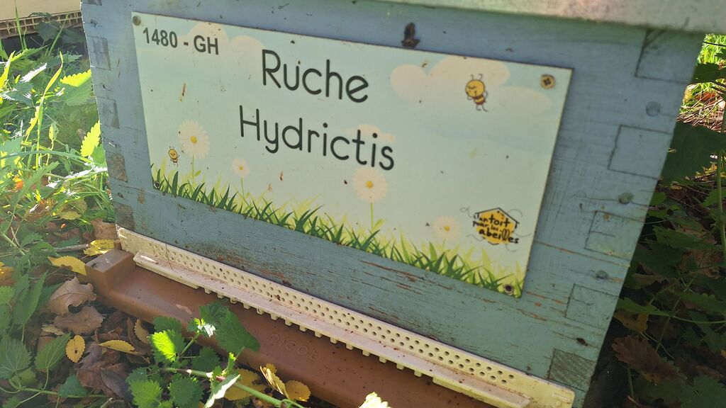 La ruche Hydrictis