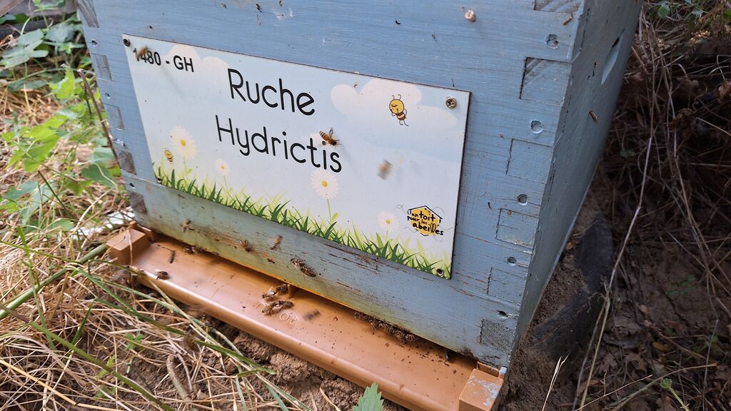 La ruche Hydrictis
