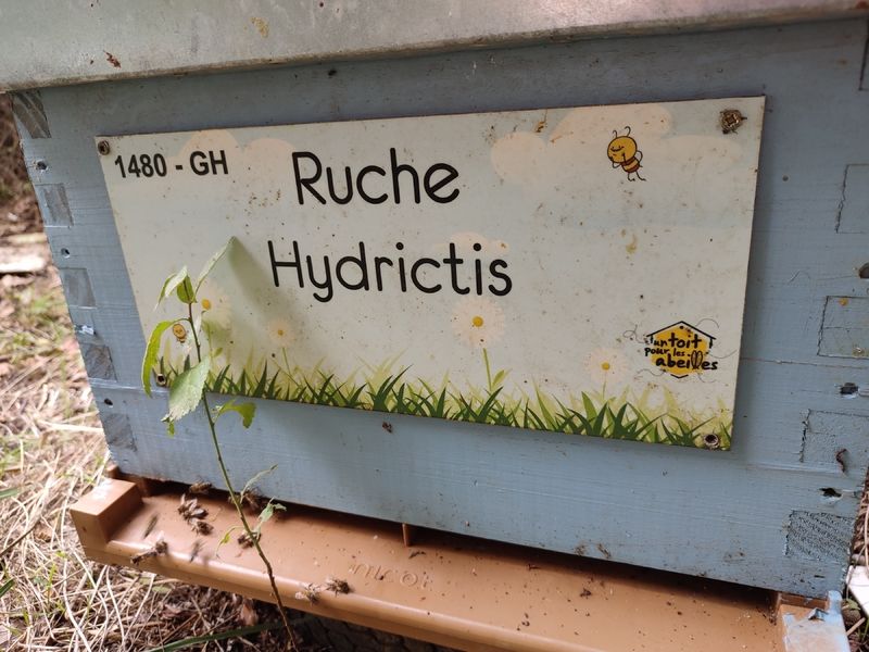 La ruche Hydrictis