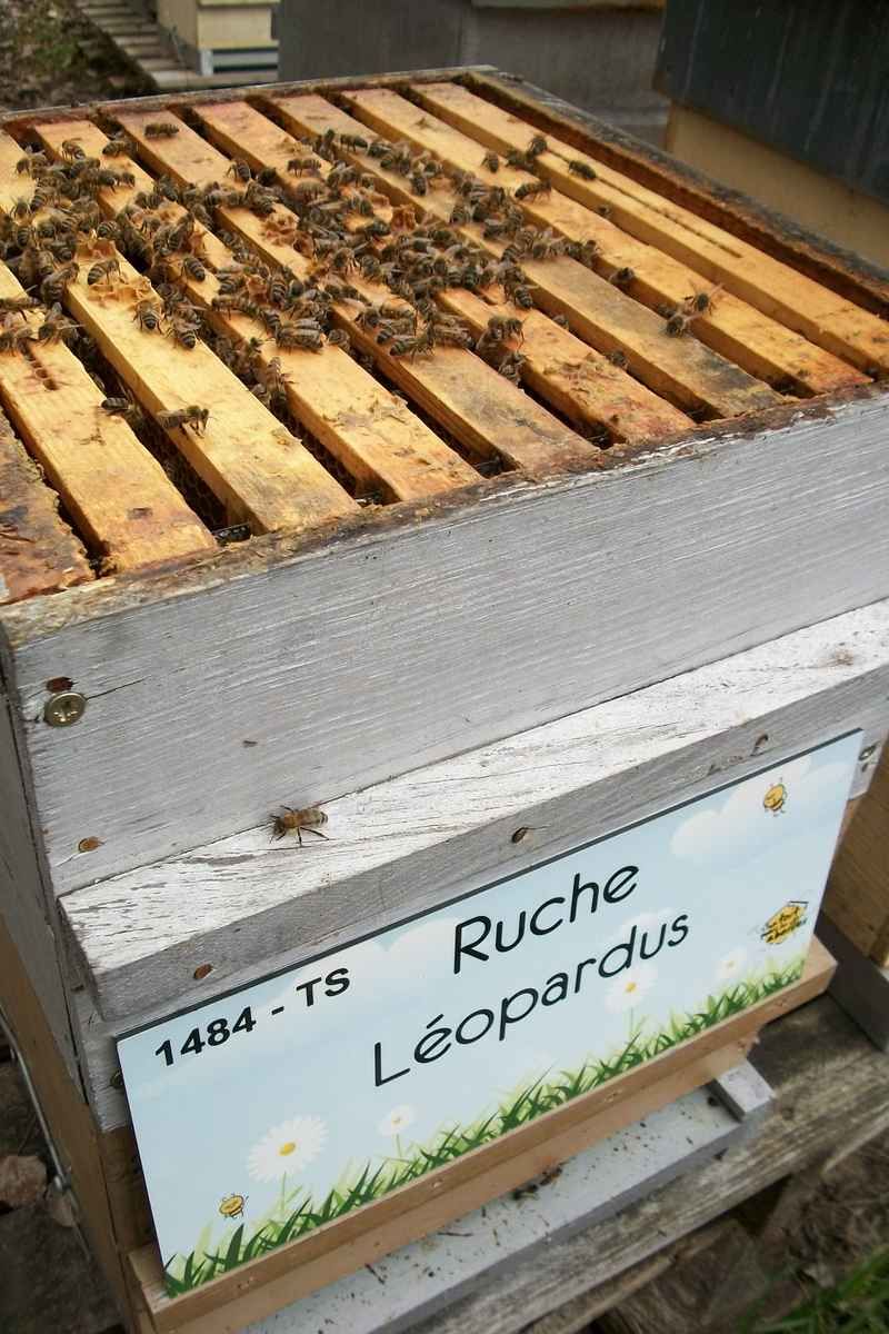 La ruche