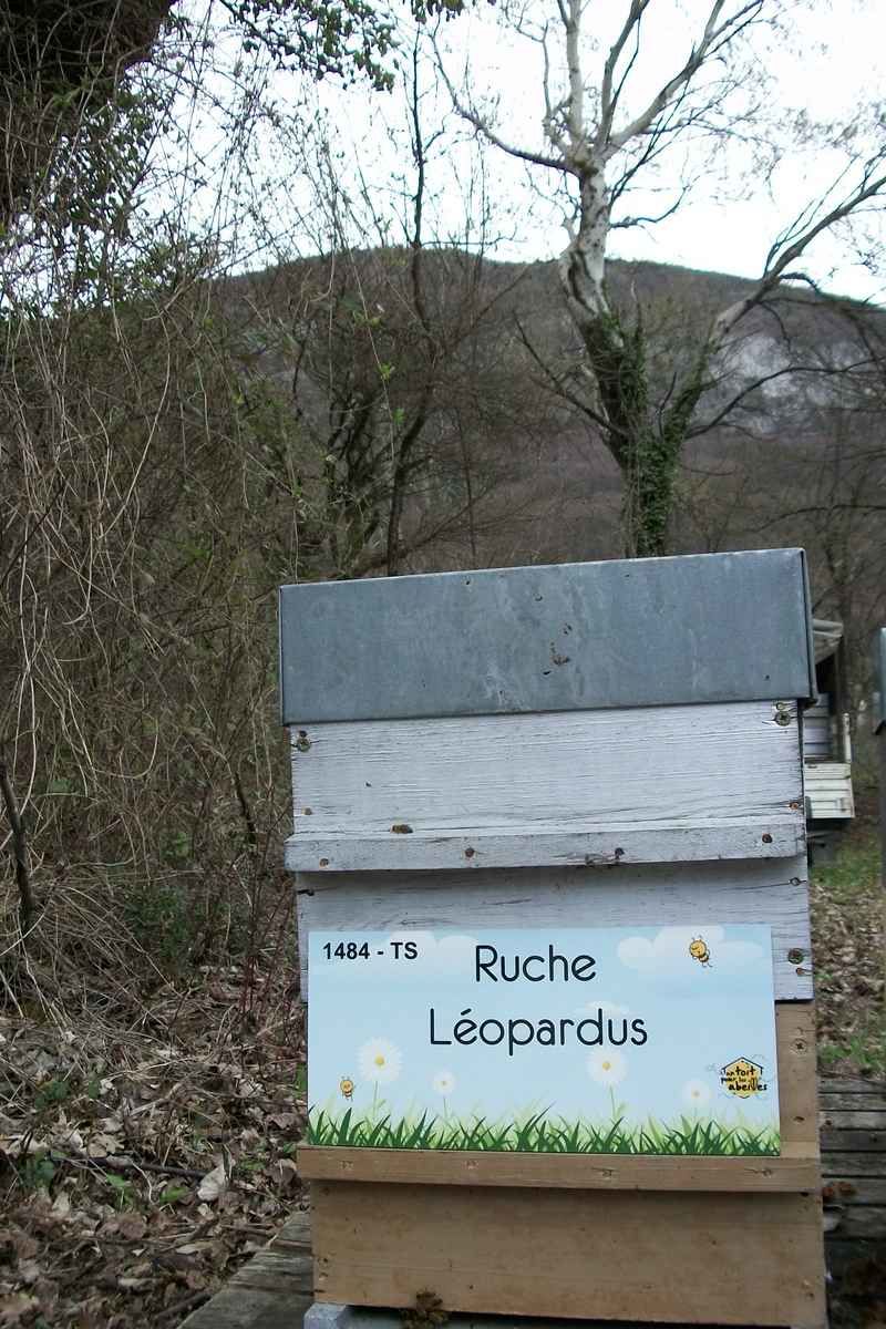 La ruche Leopardus