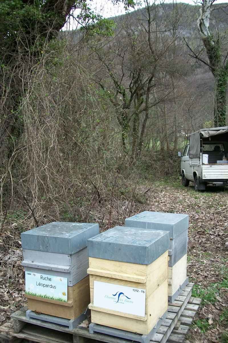 La ruche Leopardus