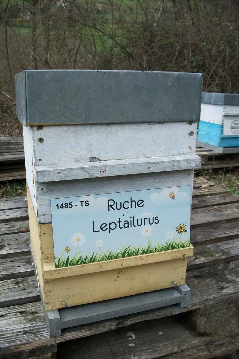 La ruche