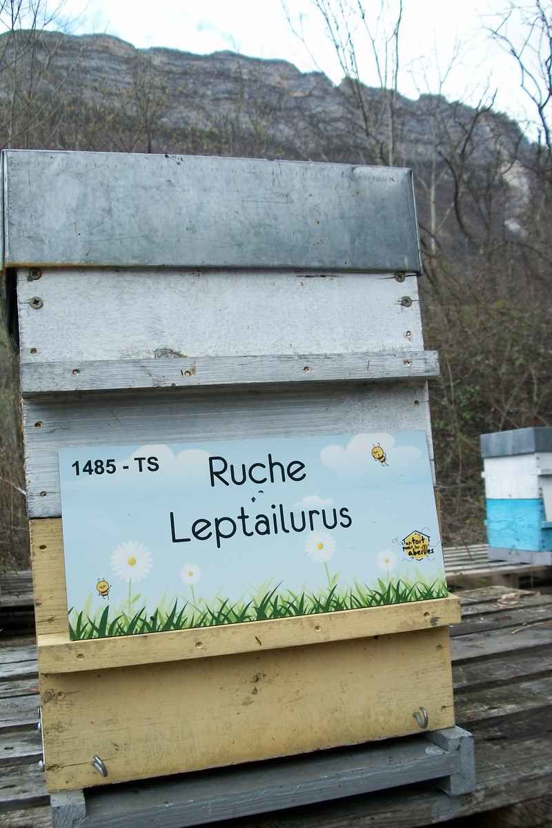 La ruche Leptailurus