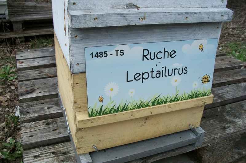 La ruche Leptailurus