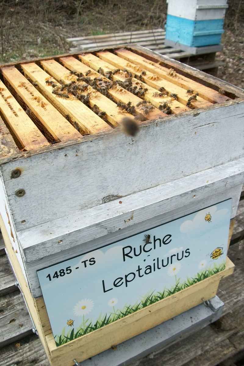 La ruche Leptailurus